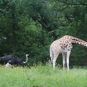 African Plains - Giraffe - Common Ostrich