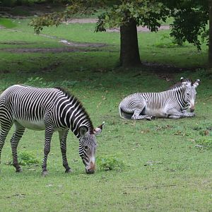African Plains - Grevy's Zebra