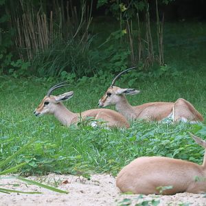 African Plains - Slender-Horned Gazelle