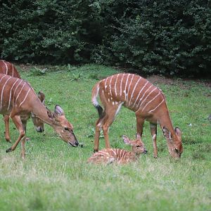 African Plains - Lowland Nyala