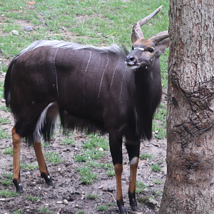 African Plains - Lowland Nyala