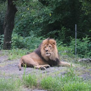 African Plains - African Lion