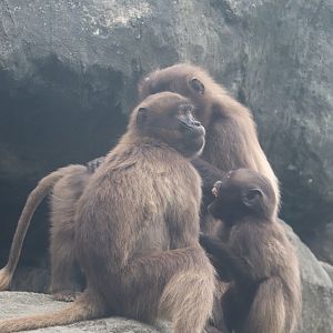 Baboon Reserve - Gelada - Rock Hyrax