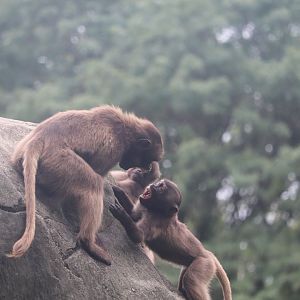 Baboon Reserve - Gelada