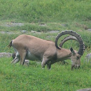 Baboon Reserve - Nubian Ibex