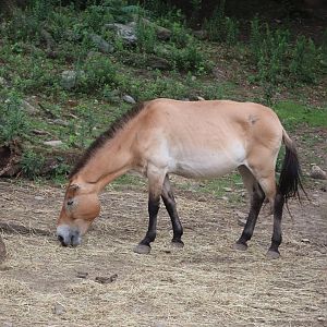 Wild Asia - Przewalski’s Horse