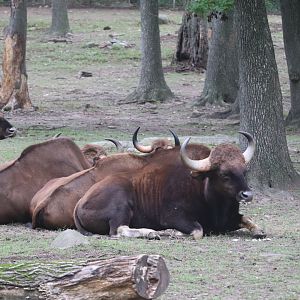 Wild Asia - Gaur