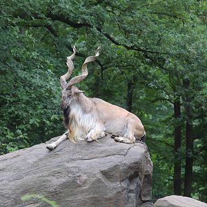 Wild Asia - Markhor