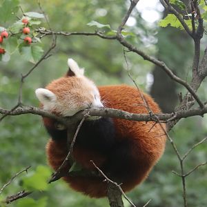 Wild Asia - Red Panda