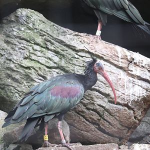 JungleWorld- Waldrapp