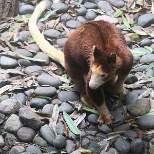 JungleWorld - Matchie's Tree-Kangaroo