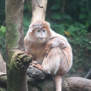 JungleWorld - Ebony Langur