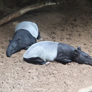 JungleWorld- Malayan Tapir