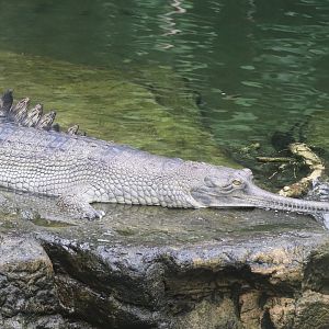 JungleWorld- Gharial