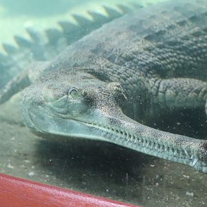 JungleWorld- Gharial