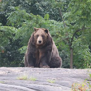 Big Bears - Grizzly Bear