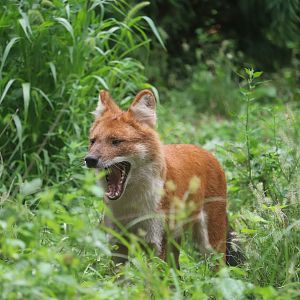 Bronx Zoo - Dhole