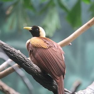World of Birds - Red Bird-of-Paradise