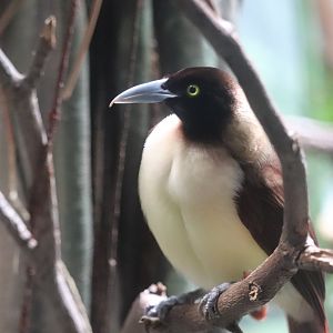 World of Birds - Lesser Bird-of-Paradise