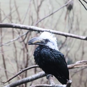 World of Birds - White-Crested Hornbill