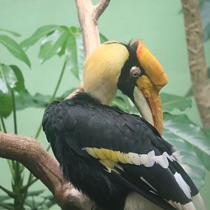 World of Birds - Great Hornbill