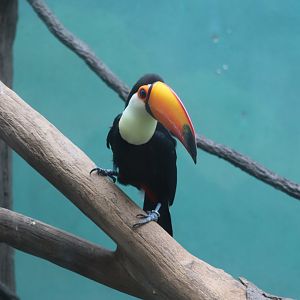 World of Birds - Toco Toucan