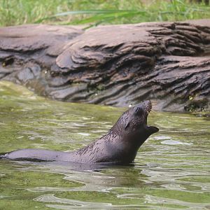 Bronx Zoo - California Sea Lion