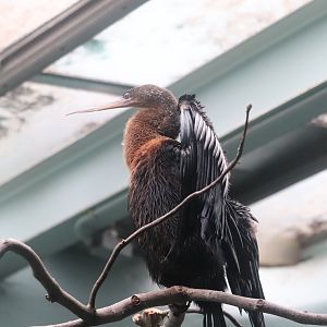 Aquatic Bird House - Anhinga