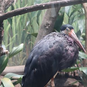 Aquatic Bird House - Storm's Stork