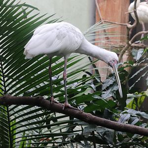 Aquatic Bird House - African Spoonbill