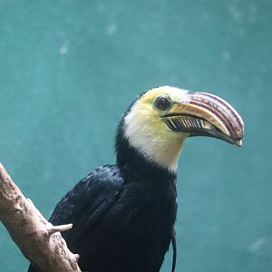 Aquatic Bird House - Temminck's Hornbill