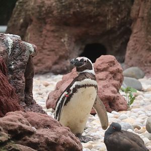 Sea Bird Aviary - Magellanic Penguin - Black Oystercatcher
