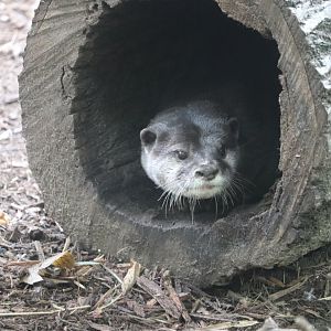 Childrens Zoo - Asian Small-Clawed Otter