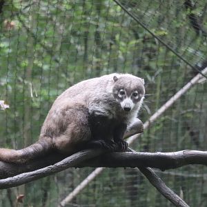 Childrens Zoo - White-Nosed Coati