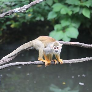 Childrens Zoo - Squirrel Monkey