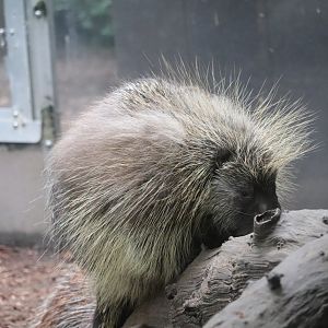 Childrens Zoo - North American Porcupine