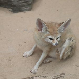 Childrens Zoo - Fennec Fox