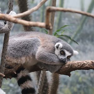 Madagascar! - Ring-Tailed Lemur