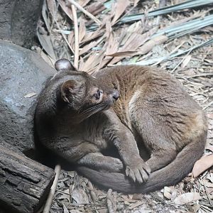 Madagascar! - Fossa