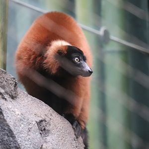 Madagascar! - Red Ruffed Lemur