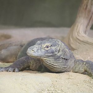 Zoo Center - Komodo Dragon
