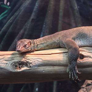 Zoo Center - Mertens’s Water Monitor