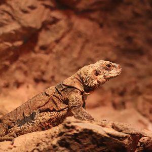World of Reptiles - Chuckwalla
