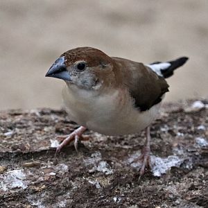 Indian silverbill (Euodice malabarica) - Jungle Trail