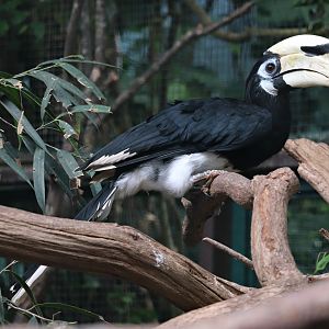Southern pied hornbill (Anthracoceros albirostris convexus) - Jungle Trail