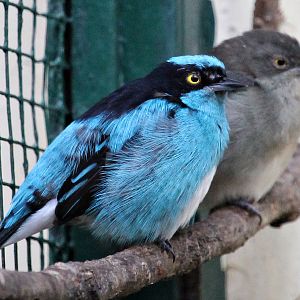 Black-faced dacnis (Dacnis lineata) - Pukara