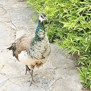 Female Indian peafowl