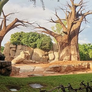 African Elephants exhibit