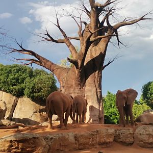 African Elephants