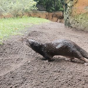 Spotted-necked otter